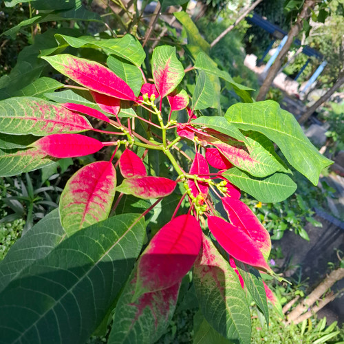 Kastuba (Euphorbia pulcherrima) Poinsettia, 780 Grams