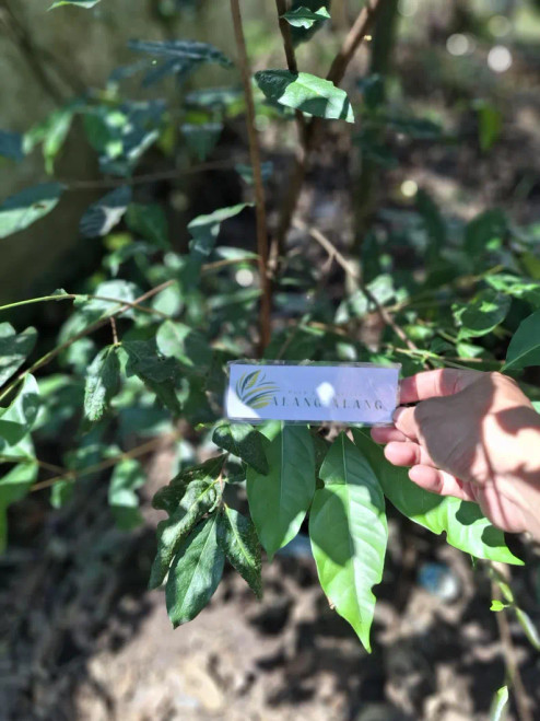 Salam (Syzygium polyanthum) Indonesian Bay leaf, 600 Grams