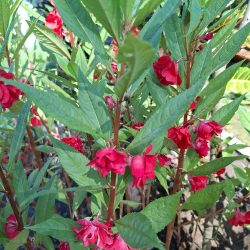 Pacar Air ( Impatiens balsamina ) Rose Balsam, 600 Grams
