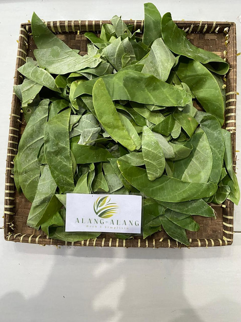 Widuri (Calotropis gigantea), 90 Grams