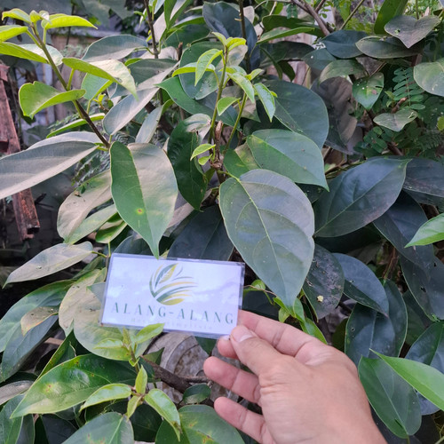 Cincau Perdu (Premna trichistoma) Jukut jelly, 180 Grams