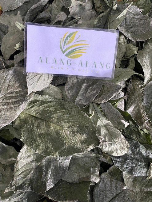 Keji Beling (Strobilanthes crispa), 90 Grams