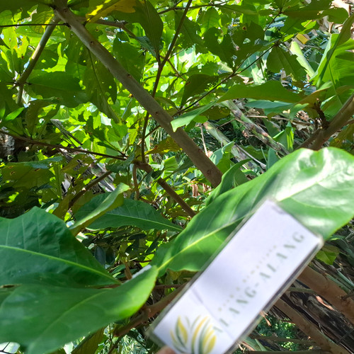 Ketapang (Terminalia Catappa) Indian-almond, 780 Grams