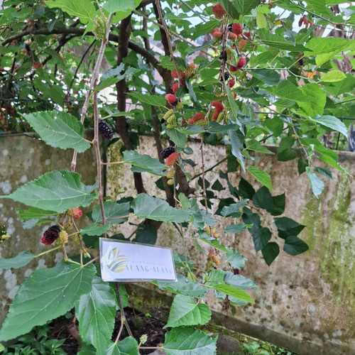 Murbei (Morus) Mulberry, 600 Grams