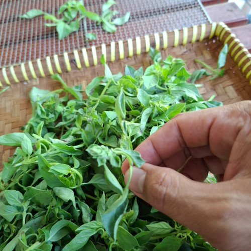 Kemangi (Ocimum Americanum) Sweet Basil, 780 Grams