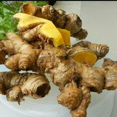 Bengle (Zingiber Montanum) Cassumunar Ginger Dried, 90 Grams