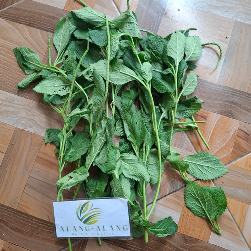 Pecut Kuda (MaStachytarpheta jamaicensis) Blue Porterweed, 90 Grams