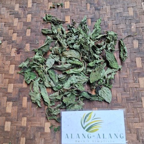 Pecut Kuda (MaStachytarpheta jamaicensis) Blue Porterweed, 600 Grams