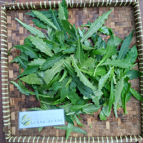 Ki tolod (Hippobroma longiflora) Kitolod - Madam Fate, 600 Grams