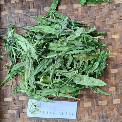 Ki tolod (Hippobroma longiflora) Kitolod - Madam Fate, 780 Grams