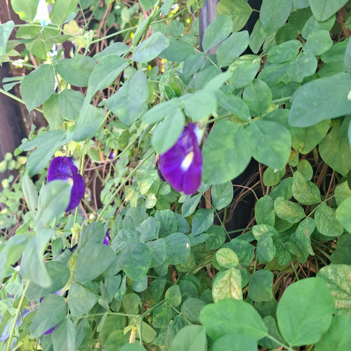 Telang (Clitoria ternatea) Asian Pigeonwings, 360 Grams