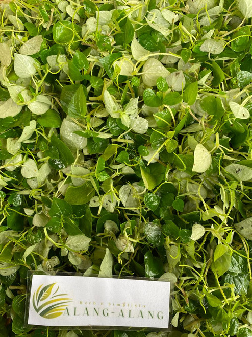 Sirih Cina (Peperomia pellucida), 600 Grams