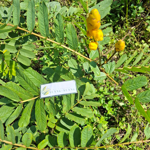 Ketepeng Cina ( Senna Alata ) Candle Bush, 90 Grams