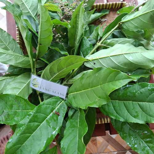 Senggugu (Rotheca serrata) Blue Fountain Bush, 180 Grams