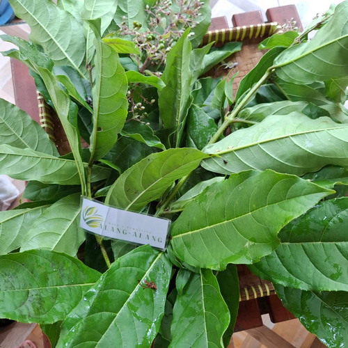 Senggugu (Rotheca serrata) Blue Fountain Bush, 360 Grams