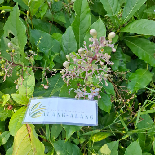 Senggugu (Rotheca serrata) Blue Fountain Bush, 600 Grams