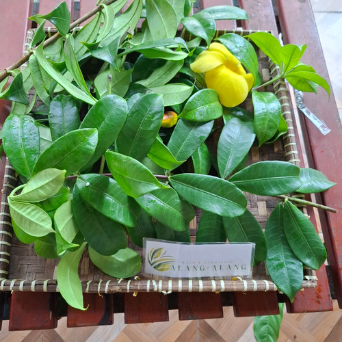 Alamanda (Allamanda cathartica) Golden Trumpet, 360 Grams