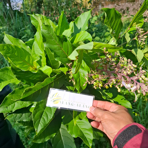 Alamanda (Allamanda cathartica) Golden Trumpet, 600 Grams