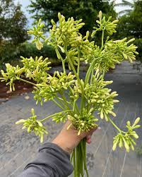 Bunga Pepaya (Carica Papaya) Flower Dried, 85 Grams