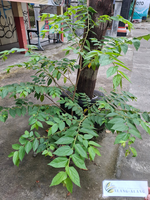 Kulit Batang Kersen (Muntingia calabura) Kersen Bark Dried, 180 Grams