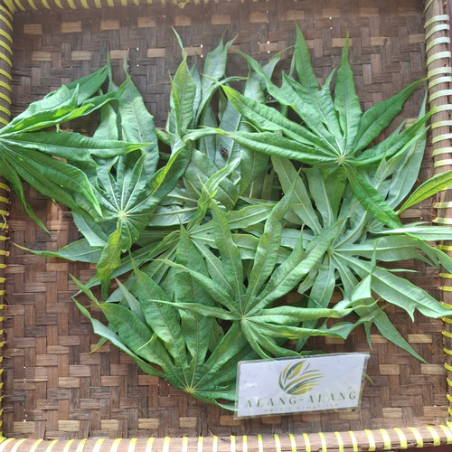 Jarak Tintir (Jatropha multifida) Coralbush, 360 Grams
