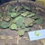 Mangkokan (Polyscias scutellaria) Shield Aralia, 360 Grams