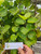 Mangkokan (Polyscias scutellaria) Shield Aralia, 600 Grams