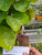 Mangkokan (Polyscias scutellaria) Shield Aralia, 600 Grams