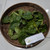 Mangkokan (Polyscias scutellaria) Shield Aralia, 780 Grams