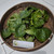 Mangkokan (Polyscias scutellaria) Shield Aralia, 780 Grams