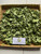 Apu Apu (Pistia Stratiotes) Water lettuce, 90 Grams