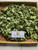Apu Apu (Pistia Stratiotes) Water lettuce, 180 Grams