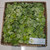 Apu Apu (Pistia Stratiotes) Water lettuce, 180 Grams