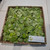 Apu Apu (Pistia Stratiotes) Water lettuce, 180 Grams