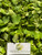 Apu Apu (Pistia Stratiotes) Water lettuce, 360 Grams