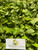 Apu Apu (Pistia Stratiotes) Water lettuce, 600 Grams