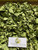 Apu Apu (Pistia Stratiotes) Water lettuce, 600 Grams