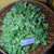 Apu Apu (Pistia Stratiotes) Water lettuce, 600 Grams