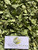 Apu Apu (Pistia Stratiotes) Water lettuce, 780 Grams