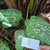 Sri Rejeki (Aglaonema ) Chinese Evergreen, 90 Grams