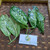 Sri Rejeki (Aglaonema ) Chinese Evergreen, 360 Grams