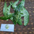 Sri Rejeki (Aglaonema ) Chinese Evergreen, 780 Grams