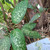 Sri Rejeki (Aglaonema ) Chinese Evergreen, 780 Grams