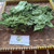Jarak (Ricinus communis) Castor Bean Plant, 180 Grams