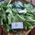 Jarak (Ricinus communis) Castor Bean Plant, 600 Grams