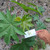 Jarak (Ricinus communis) Castor Bean Plant, 600 Grams