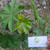 Jarak (Ricinus communis) Castor Bean Plant, 780 Grams