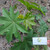 Jarak (Ricinus communis) Castor Bean Plant, 780 Grams