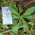 Jalantir (Erigeron sumatrensis) Guernsey Fleabane, 90 Grams