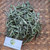 Jalantir (Erigeron sumatrensis) Guernsey Fleabane, 90 Grams